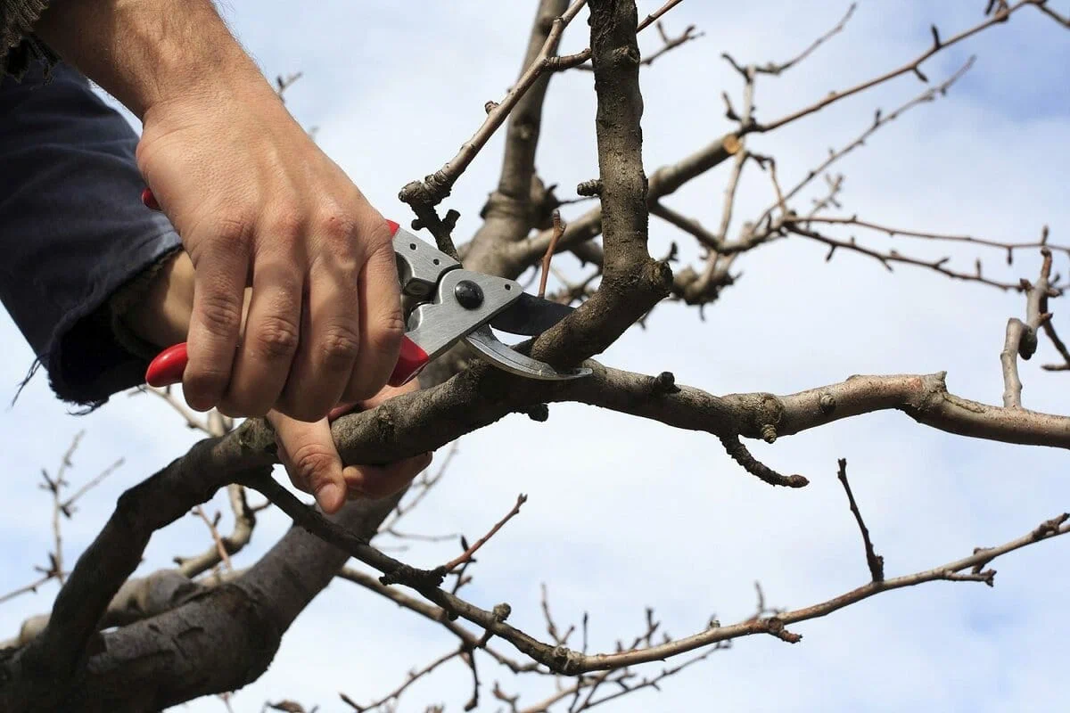 Tři nejdůležitější zahradnické práce v únoru