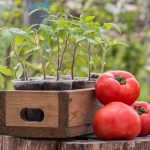 Young tomato seedlings