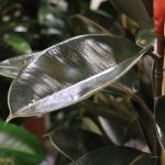 gummibaum-ficus-elastica-hq-6639