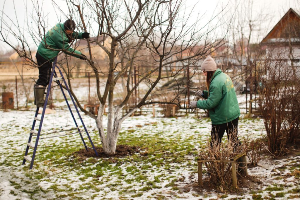 8 rostlin na zahradě, které je třeba v únoru prořezat